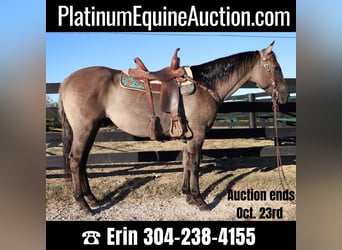 American Quarter Horse, Gelding, 10 years, 15,1 hh, Grullo