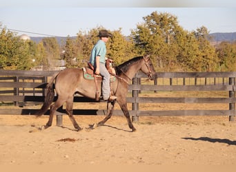 American Quarter Horse, Gelding, 10 years, 15,1 hh, Grullo