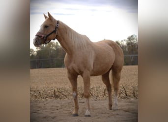 American Quarter Horse, Gelding, 10 years, 15,1 hh, Palomino