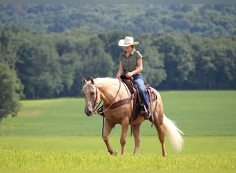 American Quarter Horse, Gelding, 10 years, 15,1 hh, Palomino
