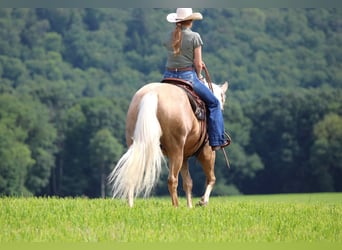 American Quarter Horse, Gelding, 10 years, 15,1 hh, Palomino