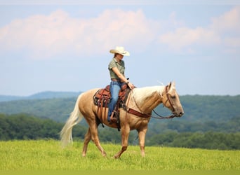 American Quarter Horse, Gelding, 10 years, 15,1 hh, Palomino
