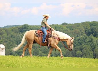 American Quarter Horse, Gelding, 10 years, 15,1 hh, Palomino