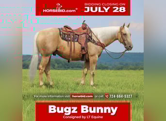 American Quarter Horse, Gelding, 10 years, 15,1 hh, Palomino