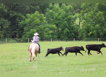 American Quarter Horse, Gelding, 10 years, 15,1 hh, Palomino