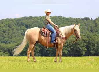 American Quarter Horse, Gelding, 10 years, 15,1 hh, Palomino