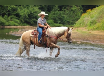 American Quarter Horse, Gelding, 10 years, 15,1 hh, Palomino