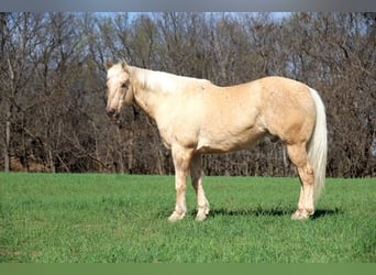 American Quarter Horse, Gelding, 10 years, 15,1 hh, Palomino
