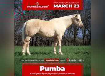 American Quarter Horse, Gelding, 10 years, 15,1 hh, Palomino