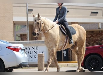 American Quarter Horse, Gelding, 10 years, 15,1 hh, Palomino