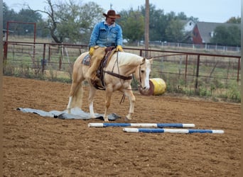 American Quarter Horse, Gelding, 10 years, 15,1 hh, Palomino