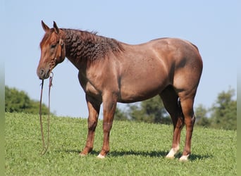 American Quarter Horse, Gelding, 10 years, 15,1 hh, Palomino