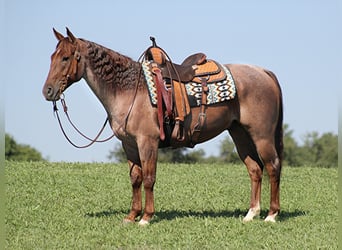 American Quarter Horse, Gelding, 10 years, 15,1 hh, Palomino