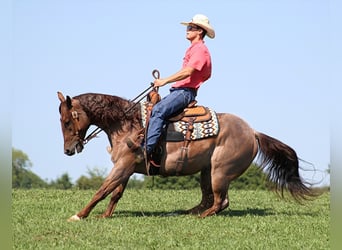 American Quarter Horse, Gelding, 10 years, 15,1 hh, Palomino