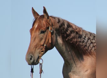American Quarter Horse, Gelding, 10 years, 15,1 hh, Palomino