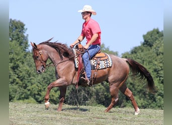 American Quarter Horse, Gelding, 10 years, 15,1 hh, Palomino