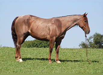 American Quarter Horse, Gelding, 10 years, 15,1 hh, Palomino