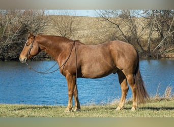 American Quarter Horse, Gelding, 10 years, 15,1 hh, Roan-Red