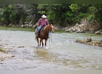 American Quarter Horse, Gelding, 10 years, 15,1 hh, Roan-Red