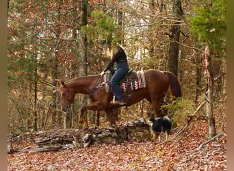 American Quarter Horse, Gelding, 10 years, 15,1 hh, Sorrel