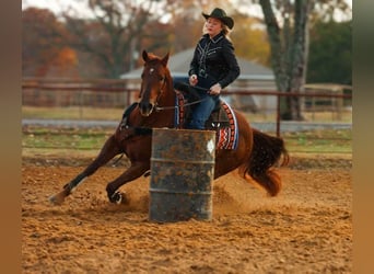 American Quarter Horse, Gelding, 10 years, 15,1 hh, Sorrel