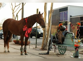 American Quarter Horse, Gelding, 10 years, 15,1 hh, Sorrel