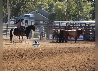 American Quarter Horse, Gelding, 10 years, 15,1 hh, Tobiano-all-colors