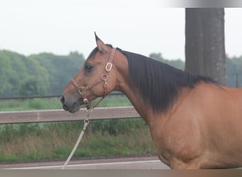 American Quarter Horse, Gelding, 10 years, 15,2 hh, Dun