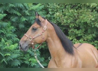 American Quarter Horse, Gelding, 10 years, 15,2 hh, Dun