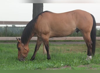 American Quarter Horse, Gelding, 10 years, 15,2 hh, Dun