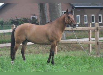 American Quarter Horse, Gelding, 10 years, 15,2 hh, Dun