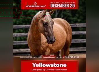 American Quarter Horse, Gelding, 10 years, 15,2 hh, Palomino