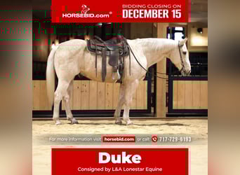 American Quarter Horse, Gelding, 10 years, 15,2 hh, Palomino