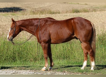 American Quarter Horse, Gelding, 10 years, 15,2 hh, Sorrel