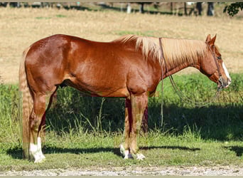 American Quarter Horse, Gelding, 10 years, 15,2 hh, Sorrel