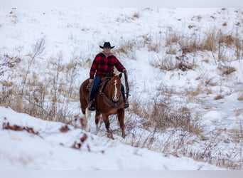 American Quarter Horse, Gelding, 10 years, 15,2 hh, Sorrel
