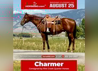 American Quarter Horse, Gelding, 10 years, 15,2 hh, Sorrel