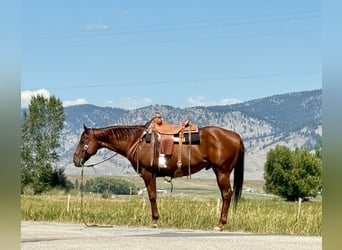 American Quarter Horse, Gelding, 10 years, 15,2 hh, Sorrel