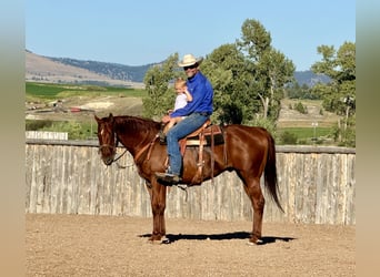 American Quarter Horse, Gelding, 10 years, 15,2 hh, Sorrel