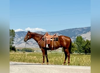 American Quarter Horse, Gelding, 10 years, 15,2 hh, Sorrel