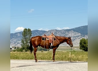 American Quarter Horse, Gelding, 10 years, 15,2 hh, Sorrel