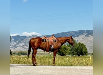 American Quarter Horse, Gelding, 10 years, 15,2 hh, Sorrel
