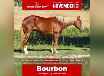 American Quarter Horse, Gelding, 10 years, 15,2 hh, Sorrel