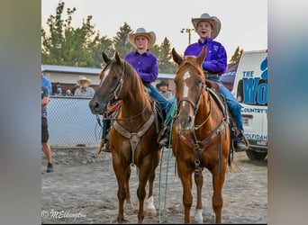 American Quarter Horse, Gelding, 10 years, 15,2 hh, Sorrel