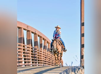 American Quarter Horse, Gelding, 10 years, 15,2 hh, Sorrel