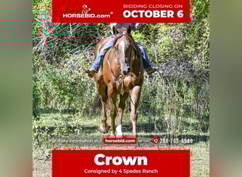 American Quarter Horse, Gelding, 10 years, 15,2 hh, Sorrel