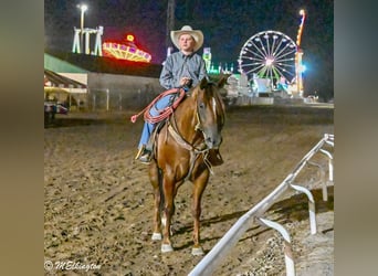 American Quarter Horse, Gelding, 10 years, 15,2 hh, Sorrel