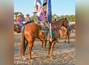 American Quarter Horse, Gelding, 10 years, 15,2 hh, Sorrel