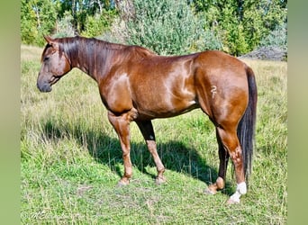 American Quarter Horse, Gelding, 10 years, 15,2 hh, Sorrel