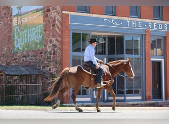 American Quarter Horse, Gelding, 10 years, 15,2 hh, Sorrel